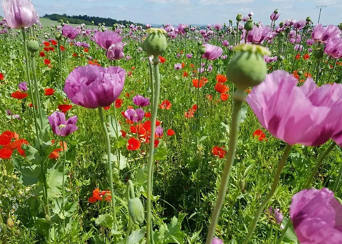 Ferienwohnung Mohnblume