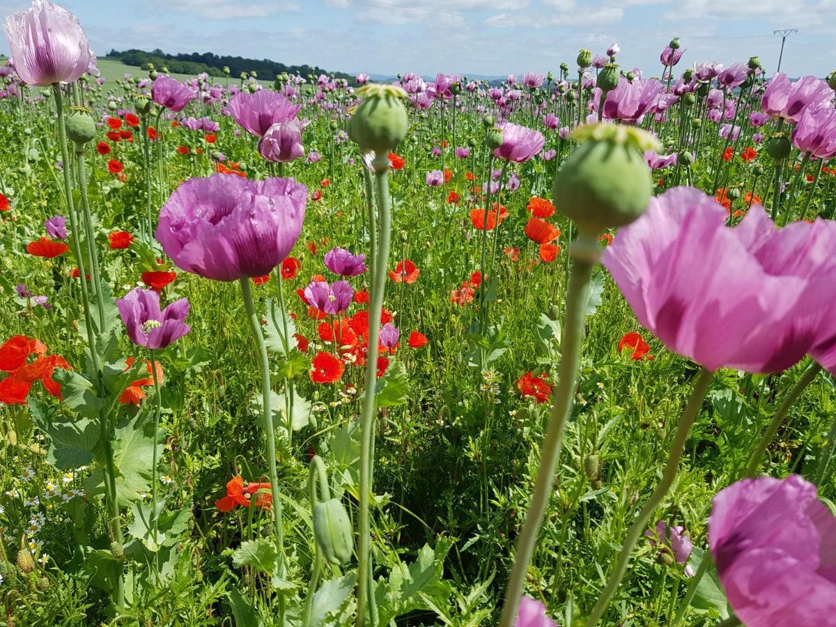 Mohnblume Rosdorf (Lower-Saxony)
